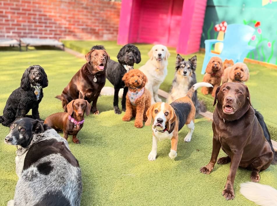 Dogs posing in the sun at a Liverpool doggy daycare centre.