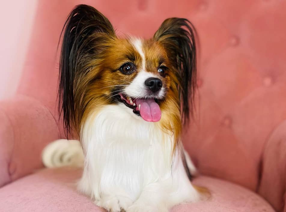 Smiling dog after a groom at Faye's Doggy Boutique.