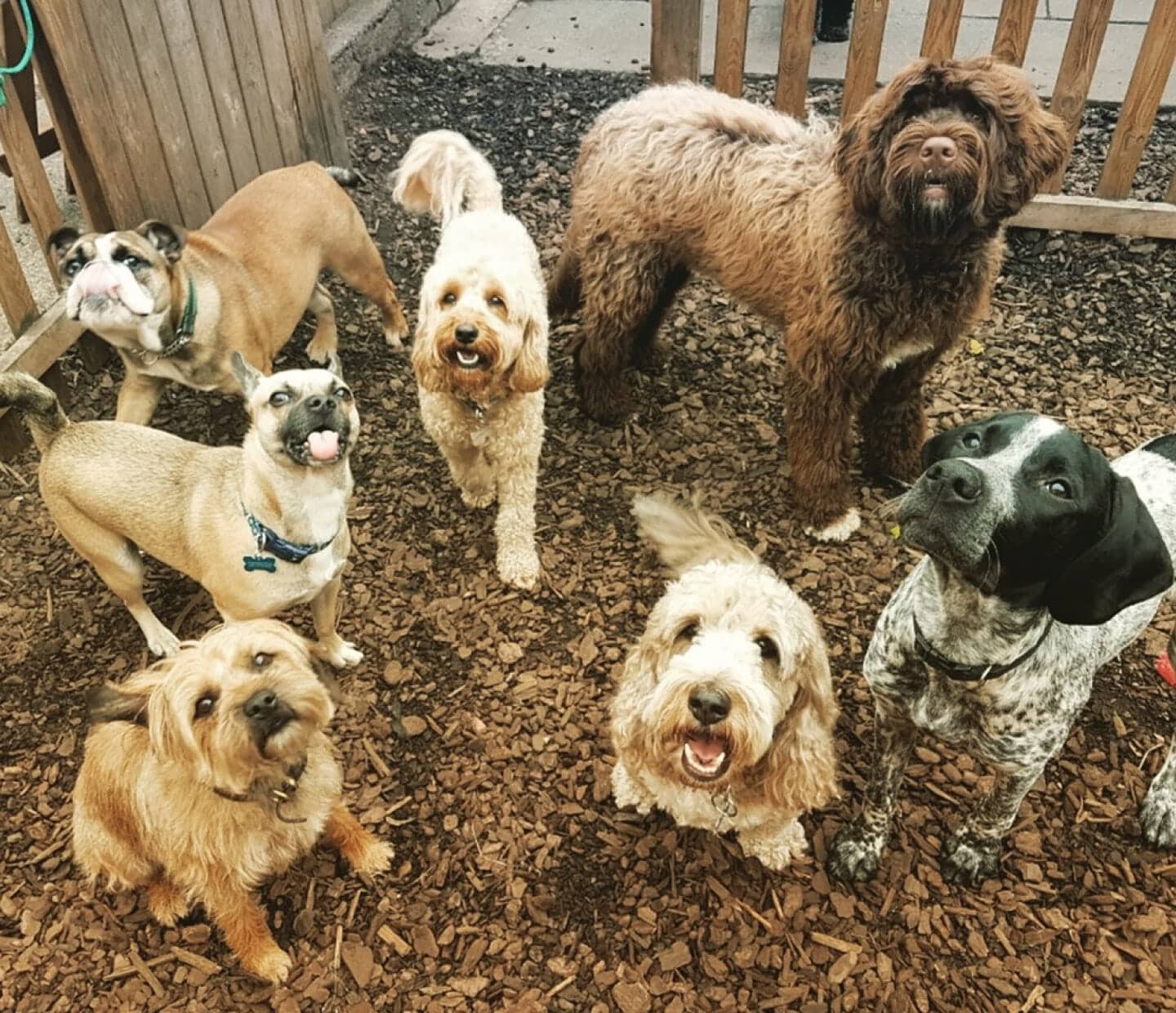 Why Should You Pick Faye’s Doggy Boutique for Doggy Daycare?