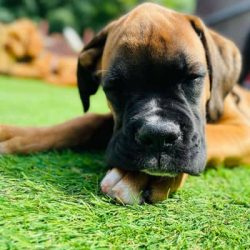 Lenny the Boxer