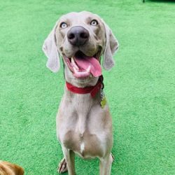 Hordak the Weimaraner
