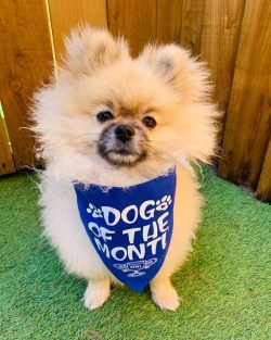 Pepper is September's Dog of the Month