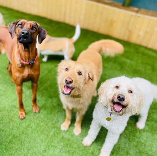 doggy-daycare-kennel