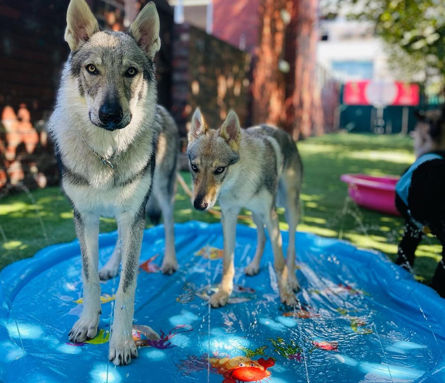 What the Dogs Have Been up to This August