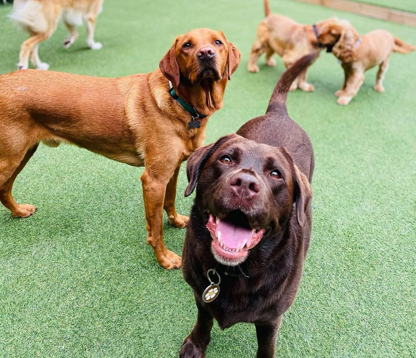 Your September News Round-up From Faye’s Doggy Boutique