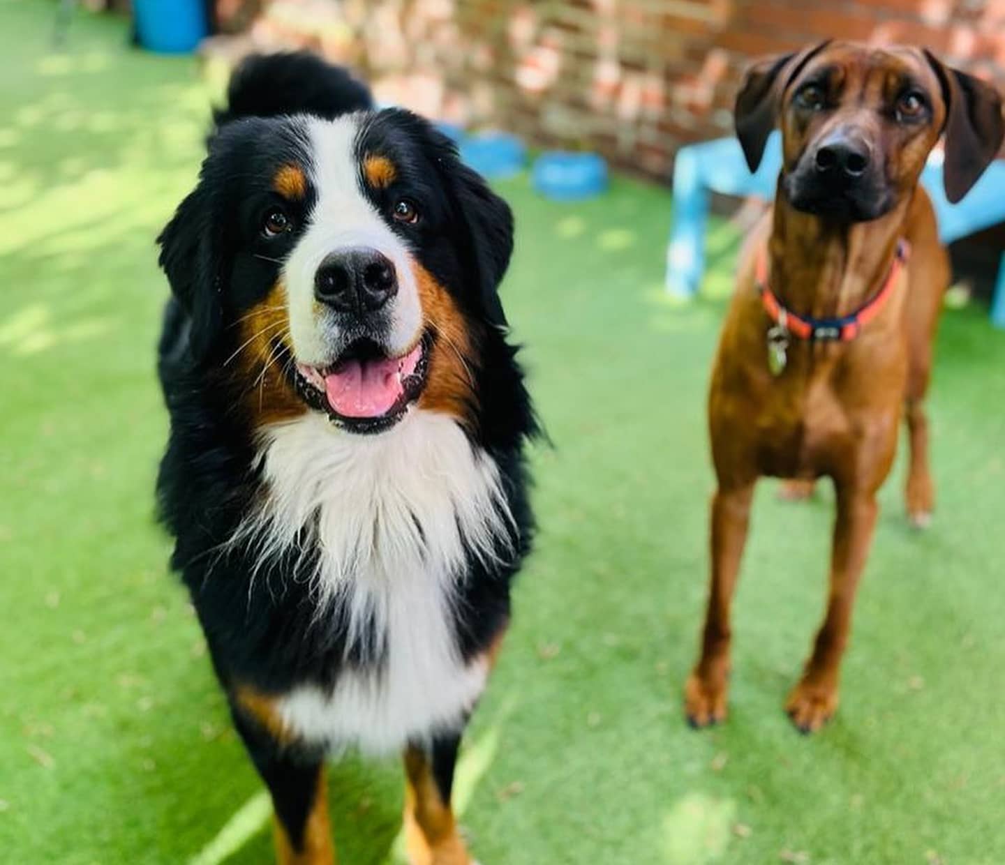 What Our Day Care and Groomers Have Been up to This May