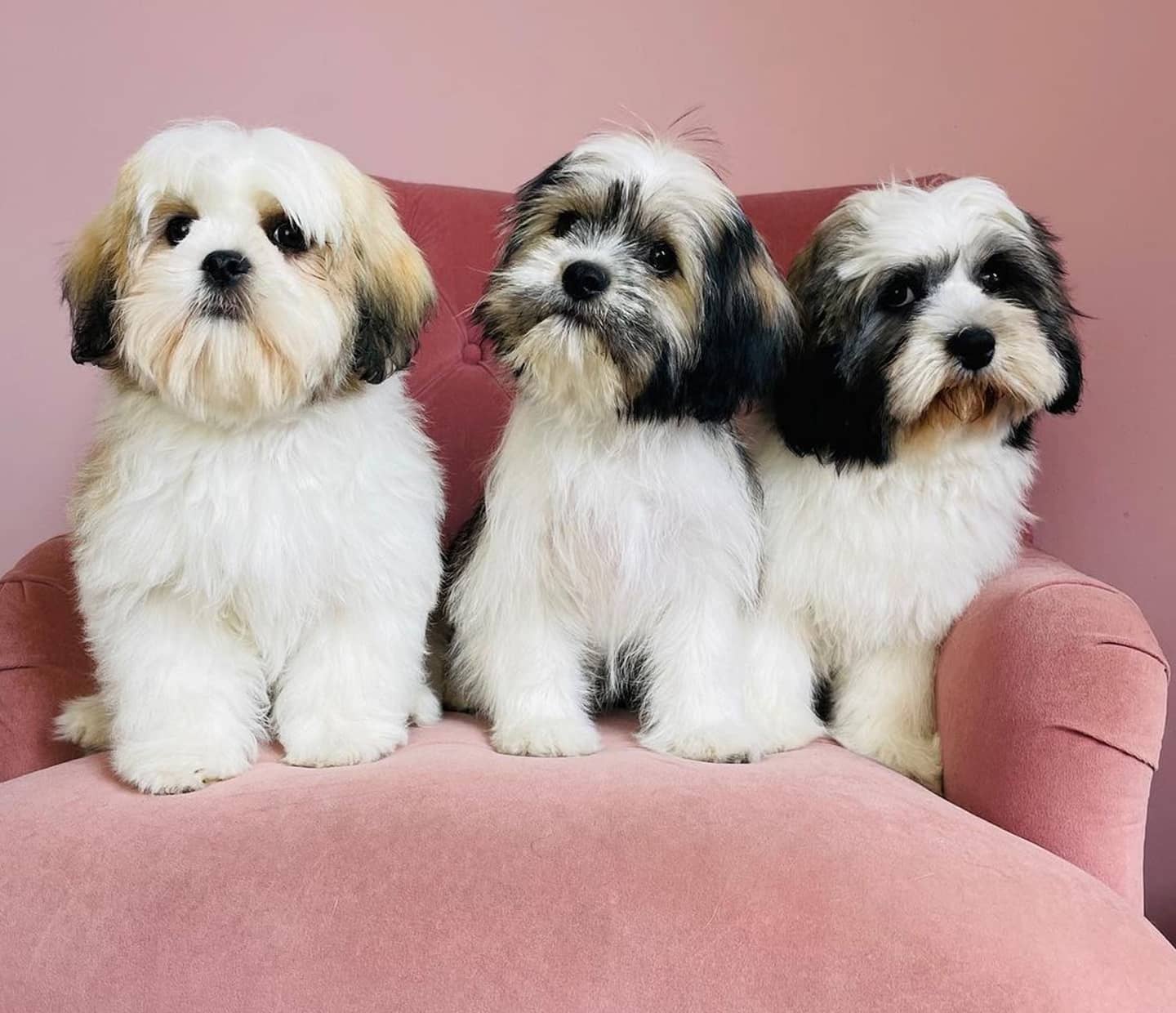 How Often Should You Take Your Dog for Grooming?